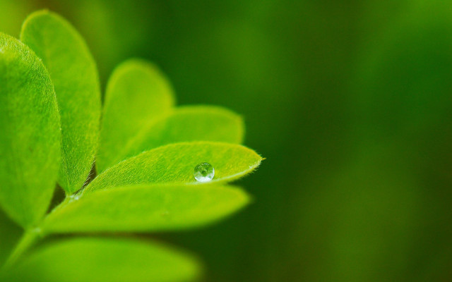 Green leaf water drop macro #3 free wallpaper for desktop - medium preview image