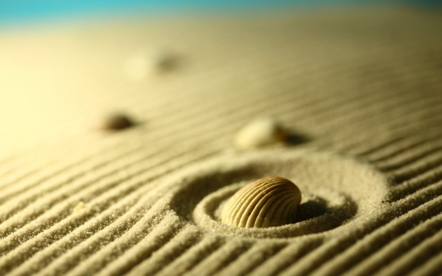 Small shell beach rocks sand free wallpaper for desktop - medium preview image