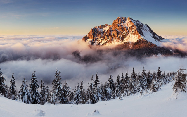 Snowy mountain pine forest cloudy free wallpaper for desktop - medium preview image