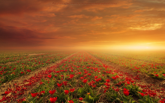 Sunset redflower mattepainting landscape autumn free wallpaper for desktop - medium preview image