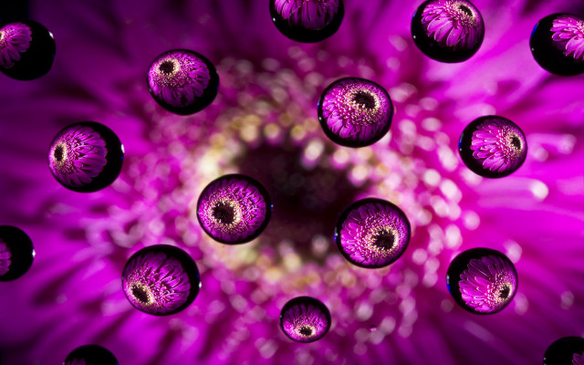 Purple flower water droplets macro #31 free wallpaper for desktop - medium preview image
