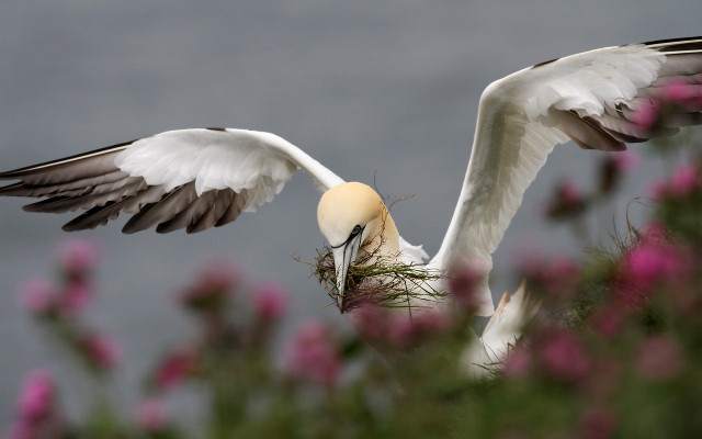 Bird nest field flowers gray free wallpaper for desktop - medium preview image