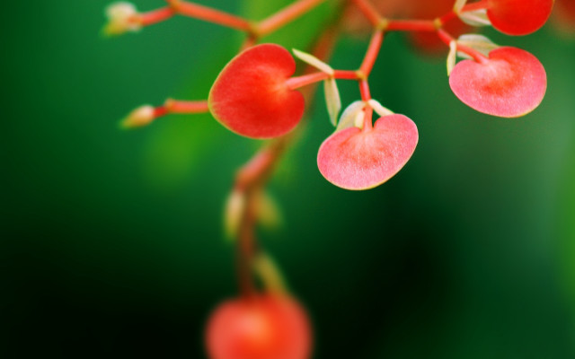Plant red berries green background free wallpaper for desktop - medium preview image