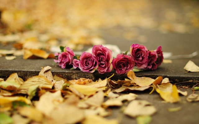 Pink roses sidewalk leaves fork free wallpaper for desktop - medium preview image