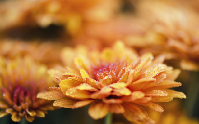 Flower water droplets autumn blurry free wallpaper for desktop - medium preview image