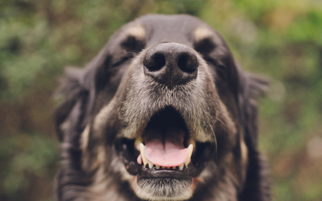 Dog open mouth tongue blurry free wallpaper for desktop - medium preview image