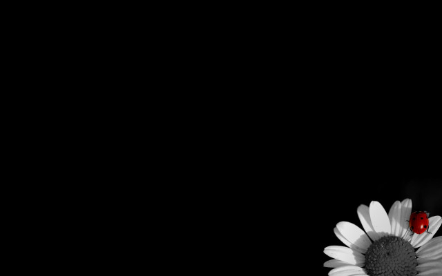 Ladybug flower dark minimalism monochrome free wallpaper for desktop - medium preview image