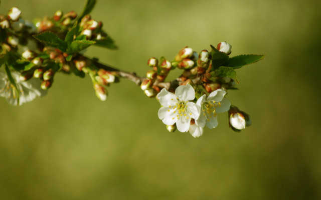 White flowers green leaves christmas free wallpaper for desktop - medium preview image