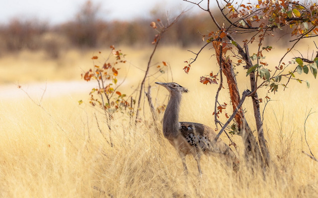Birds tallgrass trees water sunset free wallpaper for desktop - medium preview image