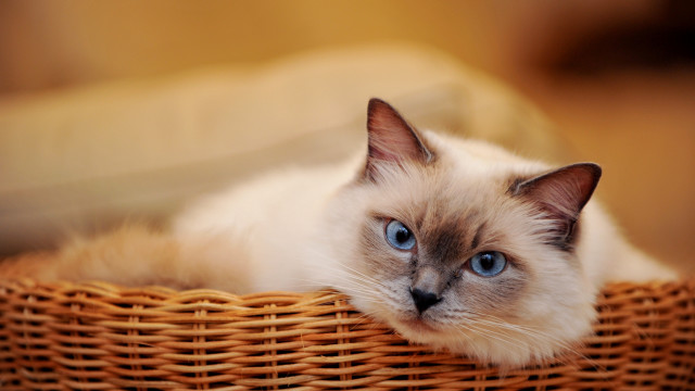 Cat basket blue eyes brown #2 free wallpaper for desktop - medium preview image