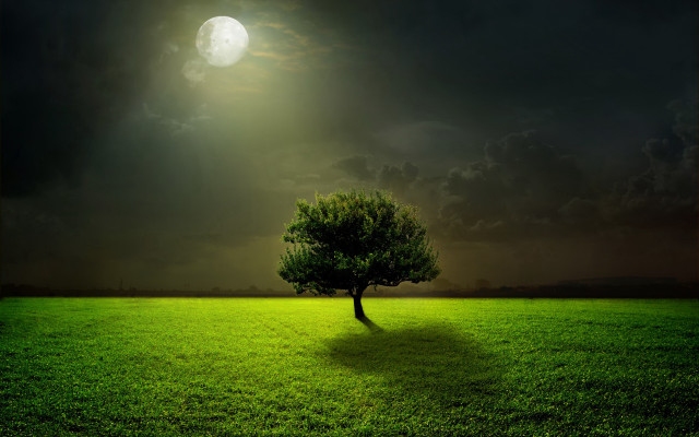 Lone tree full moon night free wallpaper for desktop - medium preview image