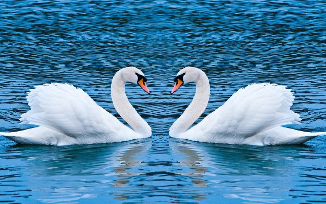 Swans heart shape romantic blue free wallpaper for desktop - medium preview image