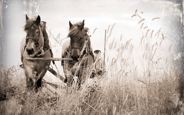 Horses plow field sepia matte free wallpaper for desktop - medium preview image