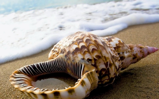 Sea shell beach waves ocean free wallpaper for desktop - medium preview image