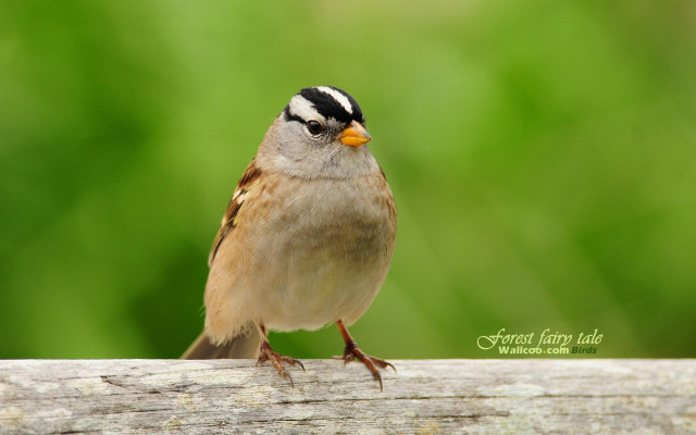 Small bird perched wooden plank free wallpaper for desktop - medium preview image