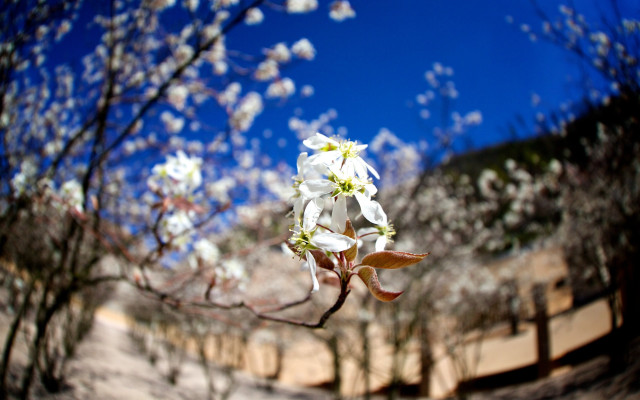 White flower tree blue sky #2 free wallpaper for desktop - medium preview image