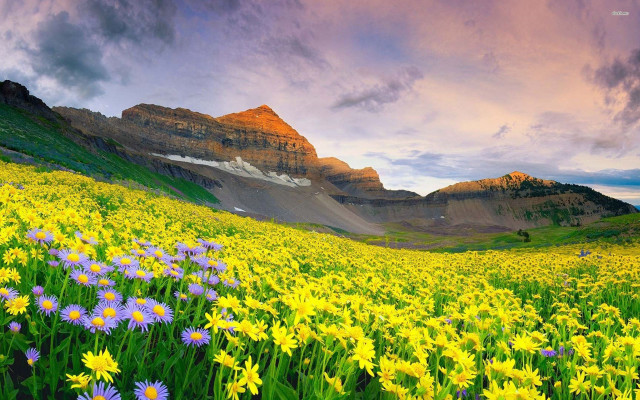 Flower field mountains sunset clouds free wallpaper for desktop - medium preview image