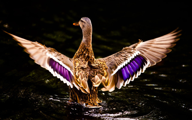 Duck wings spreading night water free wallpaper for desktop - medium preview image