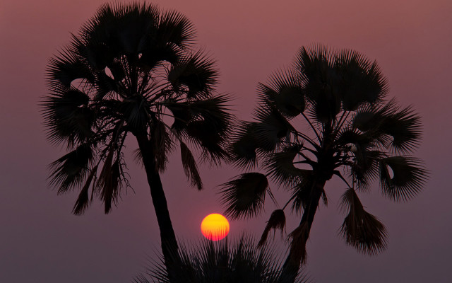 Sunset palm tree silhouette pink free wallpaper for desktop - medium preview image