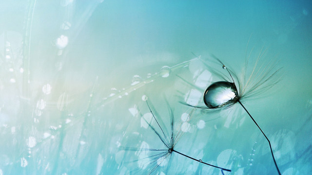 Dandelion water droplets blue background free wallpaper for desktop - medium preview image