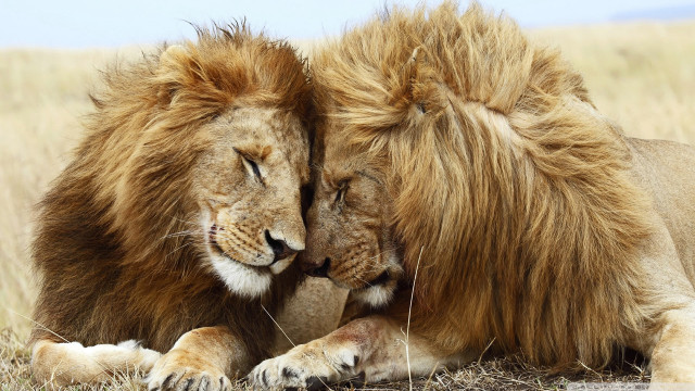 Two lions laying grass together #2 free wallpaper for desktop - medium preview image