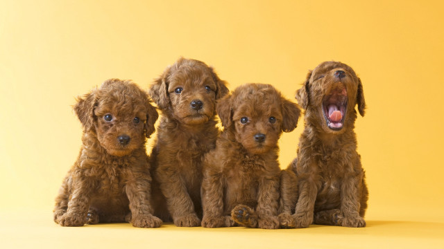 Four brown dogs yellow background free wallpaper for desktop - medium preview image