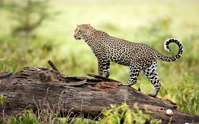 Leopard fallen tree grass wildlife free wallpaper for desktop - medium preview image