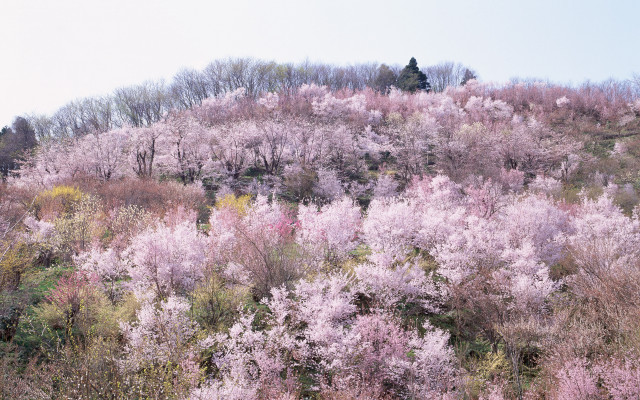 Hillside pinkflowers forest bloom ecological free wallpaper for desktop - medium preview image