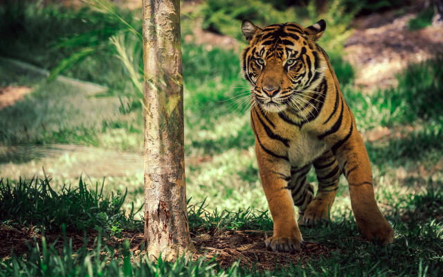 Tiger walking forest tree trunk free wallpaper for desktop - medium preview image