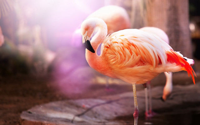 Flamingo rock zoo background pink free wallpaper for desktop - medium preview image