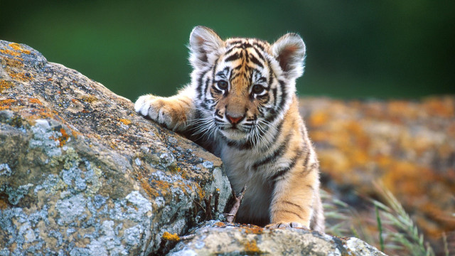 Tiger cub climbing rock sunny #2 free wallpaper for desktop - medium preview image