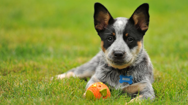Dog grass ball toy outdoors free wallpaper for desktop - medium preview image
