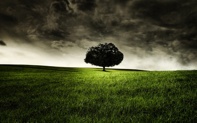 Lone tree grassy field cloudy #18 free wallpaper for desktop - medium preview image