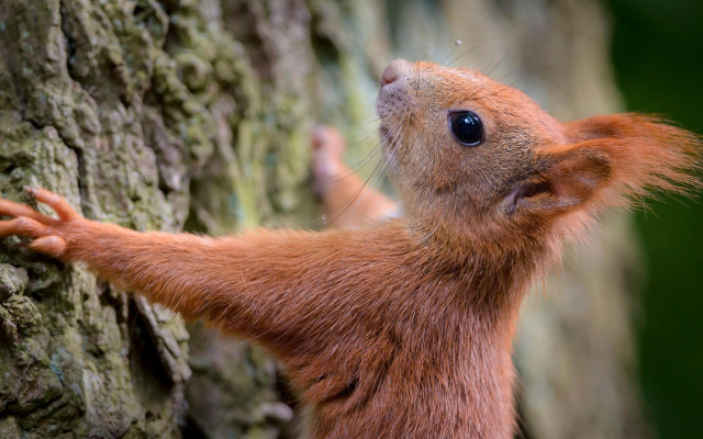 Red squirrel climbing tree branch free wallpaper for desktop - medium preview image