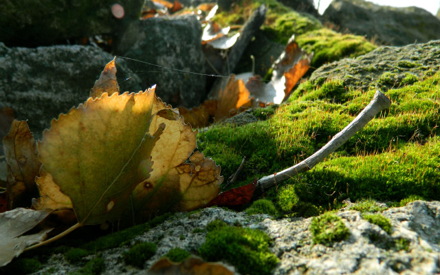 Leaf moss rock wall wire #2 free wallpaper for desktop - medium preview image