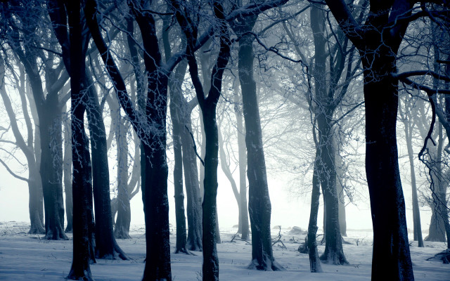 Snowy forest bench foggy winter free wallpaper for desktop - medium preview image