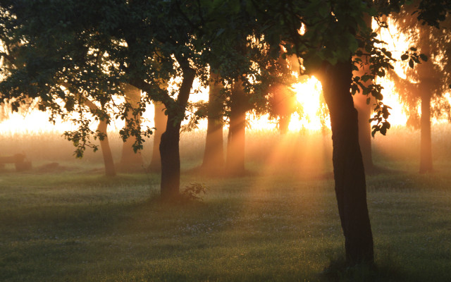 Autumn fog sunlight trees lake free wallpaper for desktop - medium preview image