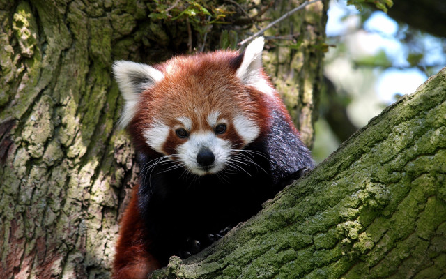 Red panda climbing tree sad free wallpaper for desktop - medium preview image