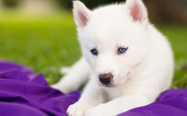 White puppy blue eyes purple #2 free wallpaper for desktop - medium preview image
