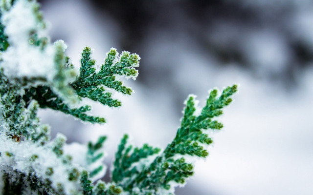 Green plant snow macro nature free wallpaper for desktop - medium preview image