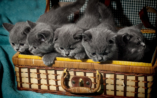 Kittens basket group blanket sharp free wallpaper for desktop - medium preview image