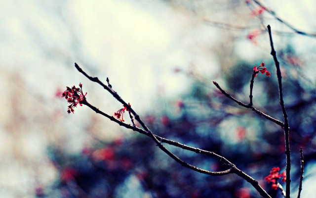 Branch red flowers sky clouds free wallpaper for desktop - medium preview image