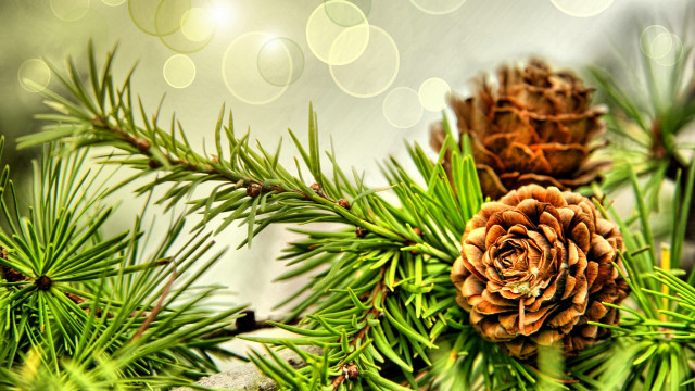 Pine cone branch bokeh folk free wallpaper for desktop - medium preview image