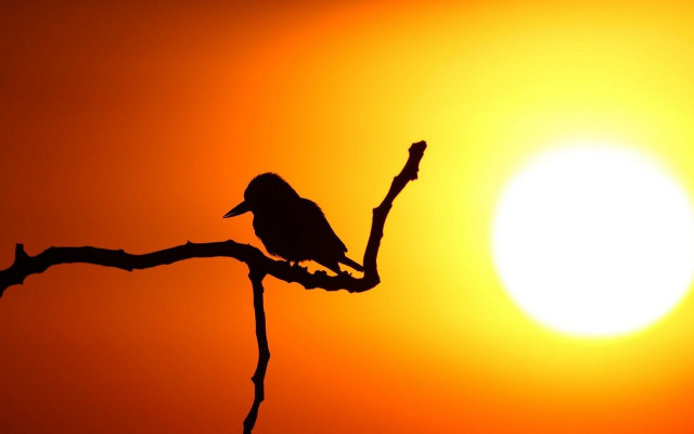 Bird silhouette branch sunset orange free wallpaper for desktop - medium preview image