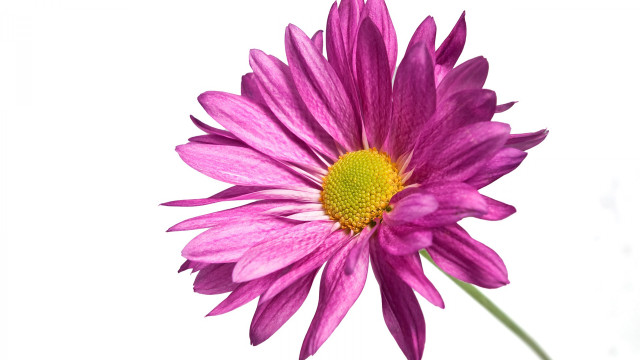 Purple flower yellow center digital free wallpaper for desktop - medium preview image