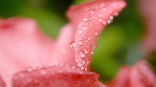Pink flower water droplets macro #26 free wallpaper for desktop - medium preview image