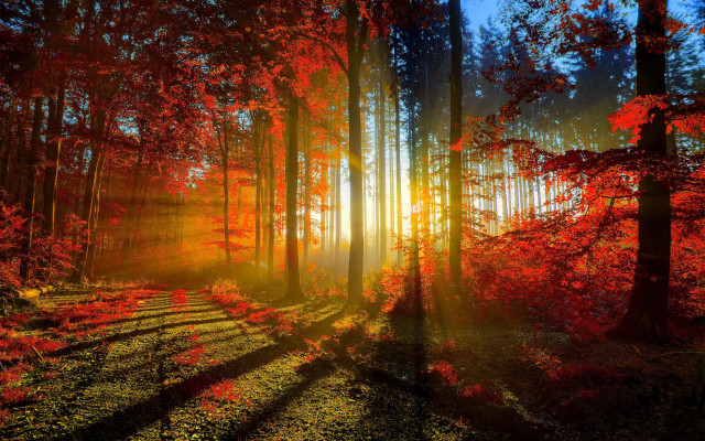 Forest sunbeam red leaves trail #2 free wallpaper for desktop - medium preview image