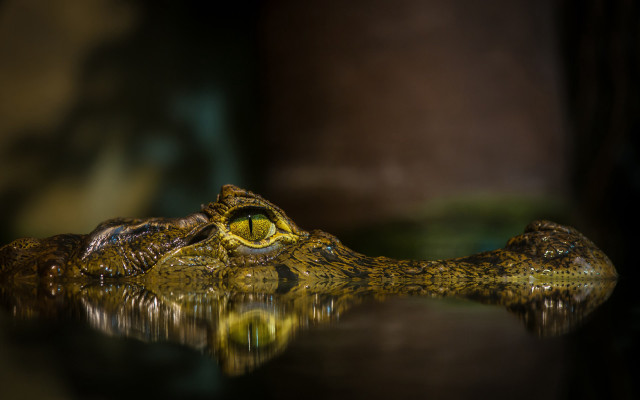 Large alligator mouth open eyes free wallpaper for desktop - medium preview image