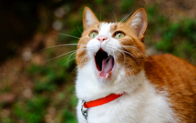 Cat open mouth shock art free wallpaper for desktop - medium preview image