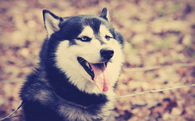 Husky tongue out blurry leaves free wallpaper for desktop - medium preview image
